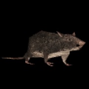 Spinning rat